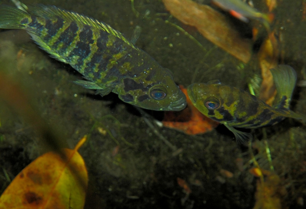 Cichlidé de Friedrichsthal (Yellowjacket cichlid) (Parachromis friedrichsthalii)