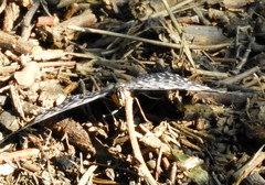 Hamadryas amphinome mazai