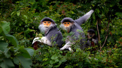 Red-Shanked Douc Langur photo 3