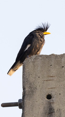 Great Myna photo 3