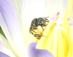 Augochlora nigrocyanea