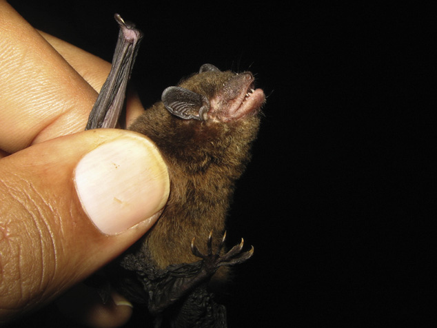 Rosevear's Serotine