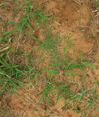 Indigofera filipes image