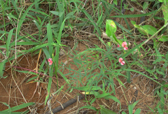 Indigofera filipes image