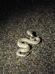 Crotalus cerastes laterorepens