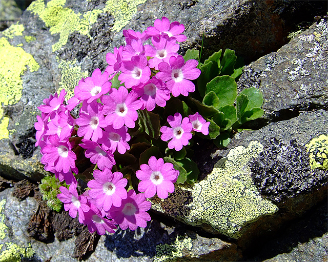 Hairy Primrose