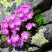 Primula hirsuta - Photo (c) Matthieu Lienart, algunos derechos reservados (CC BY-NC-SA)
