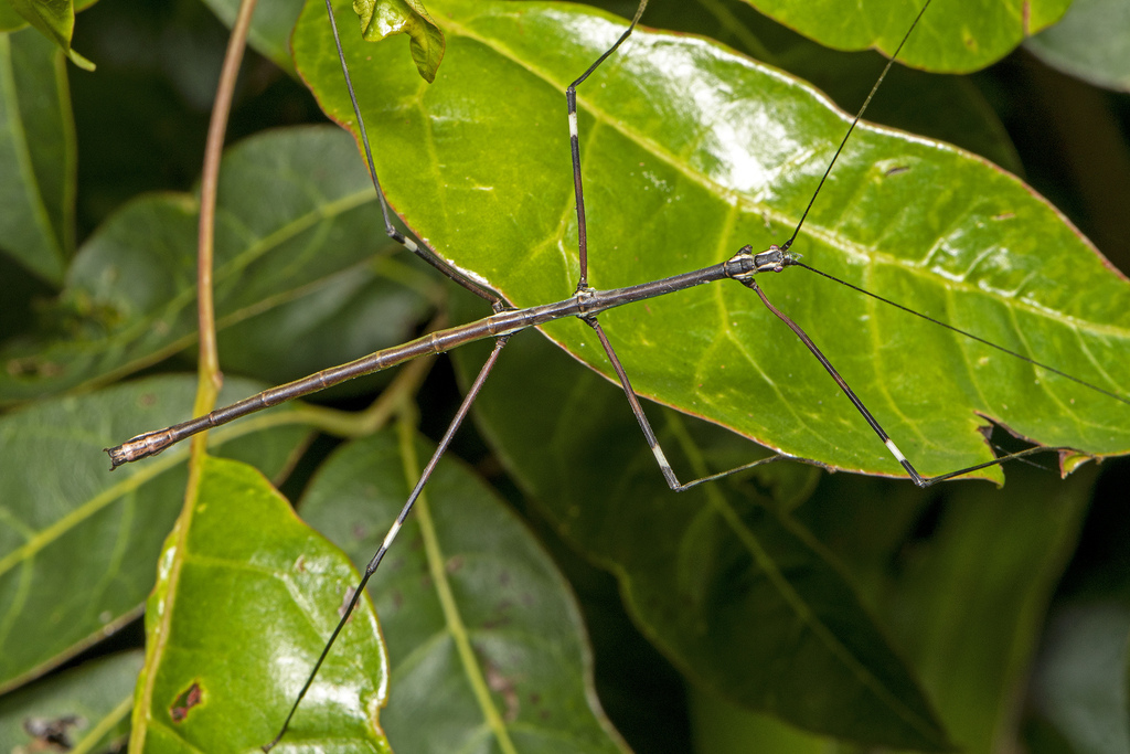 Candovia annulata from 1069 Binna Burra Rd, Beechmont QLD 4211