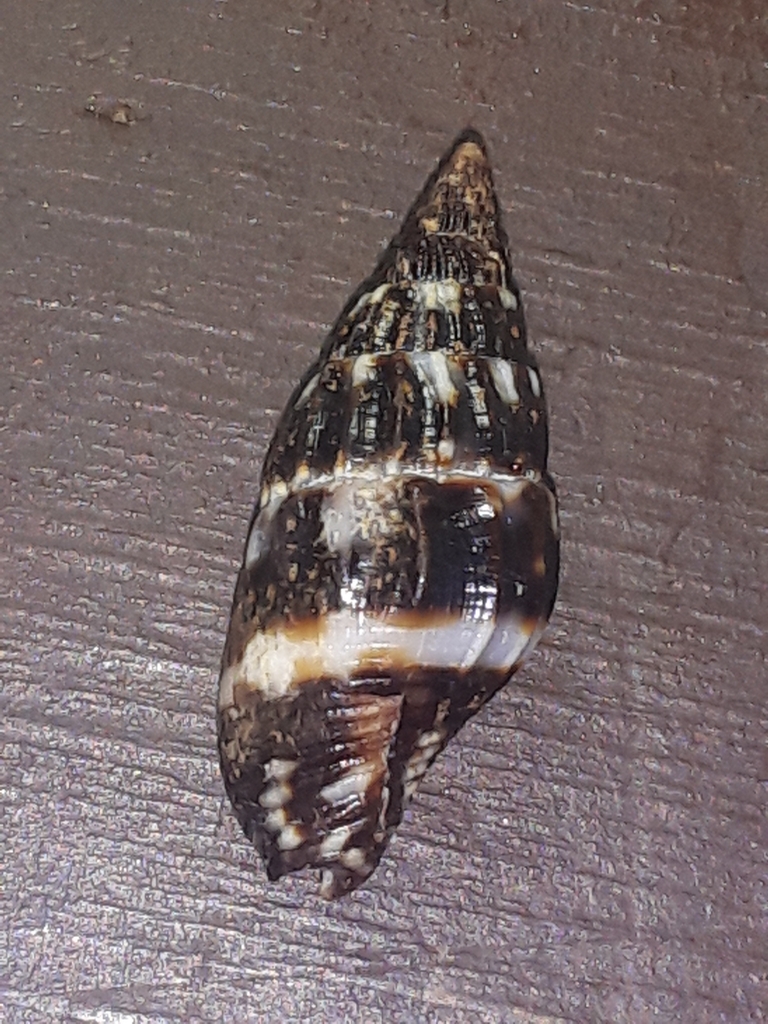 Varia Dove Shell