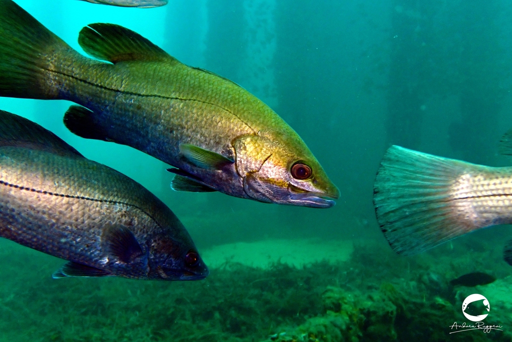 Black Sand Bass from Busselton, WA, Australia on March 06, 2023 at 12