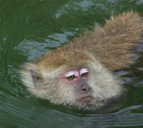 Long-tailed Macaque, photo 9 of 10