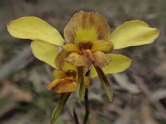 Diuris orientis × chryseopsis