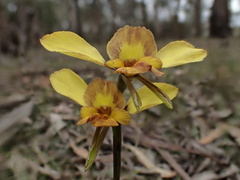 Diuris orientis × chryseopsis
