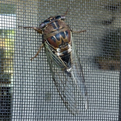 Megatibicen resonans