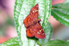 Celaenorrhinini