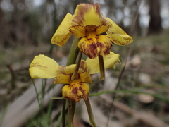 Diuris orientis × chryseopsis