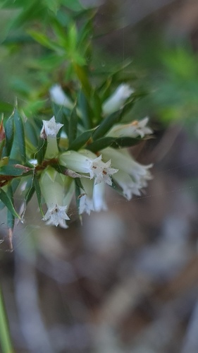 Styphelia sieberi, photograph 4