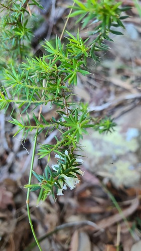 Styphelia sieberi, photograph 5