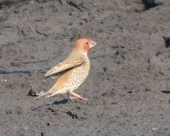 Amadina erythrocephala