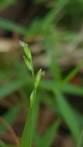 Entolasia marginata
