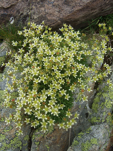 Alpine Saxifrage