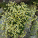 Musky Saxifrage - Photo (c) Matthieu Lienart, some rights reserved (CC BY-NC-SA)