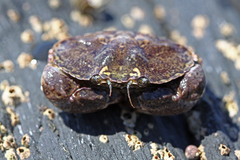 Glebocarcinus amphioetus