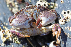Glebocarcinus amphioetus