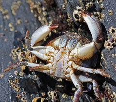 Glebocarcinus amphioetus