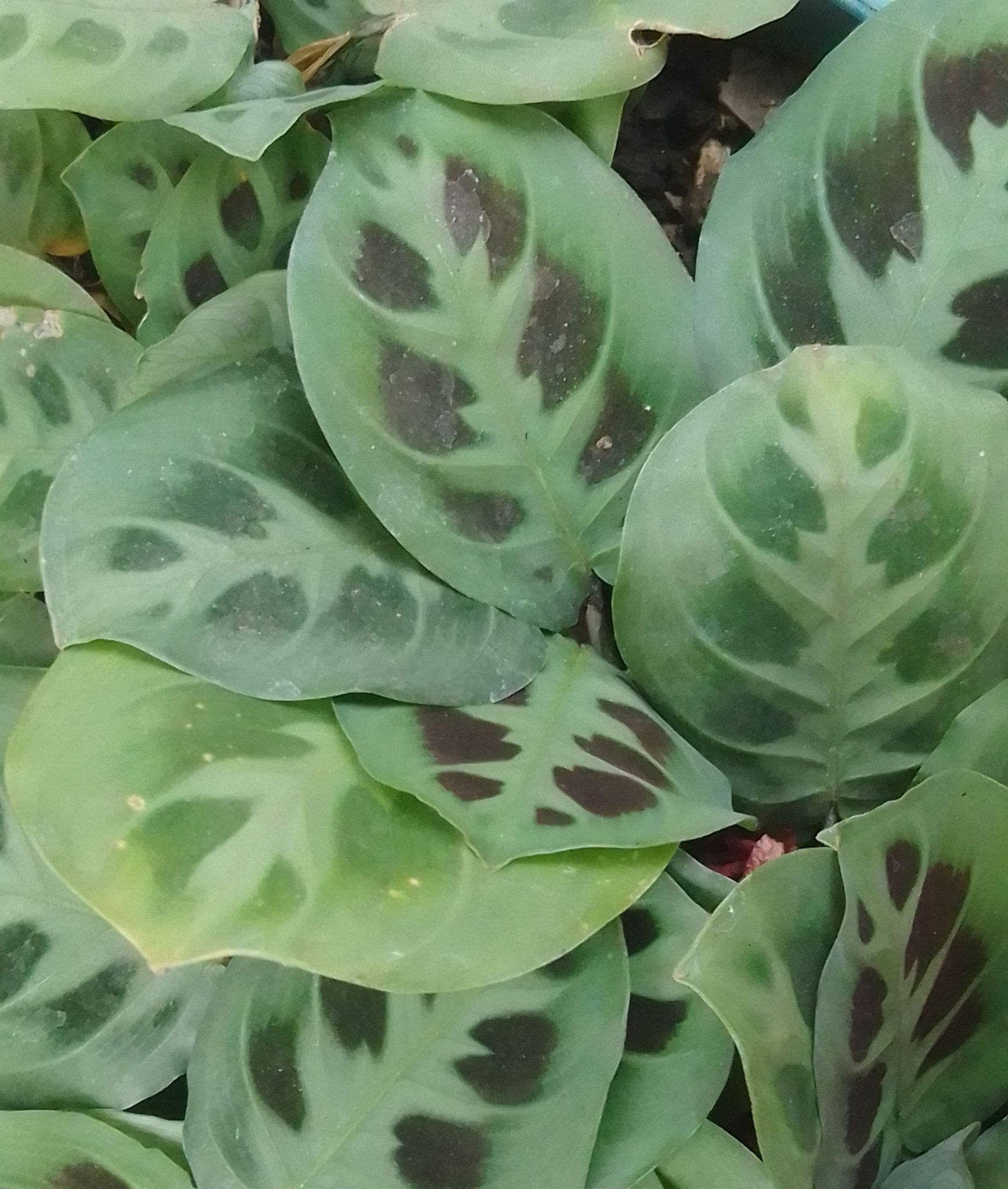 Imagem de Maranta