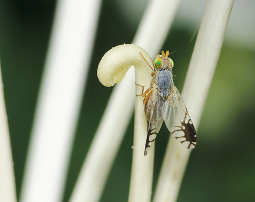 Trupanea vicina · BioDiversity4All