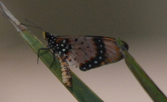 Acraea acara acara