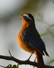 Cossypha heuglini heuglini