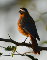 Cossypha heuglini heuglini