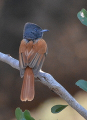 Terpsiphone viridis plumbeiceps