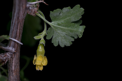 Oak Gooseberry