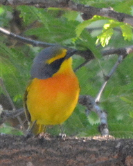 Telophorus sulfureopectus