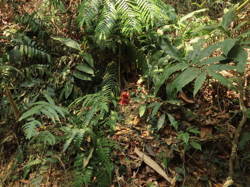 Image of Zingiber kawagoei by (c) chiuluan, some rights reserved (CC BY)