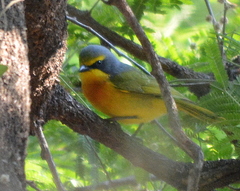 Telophorus sulfureopectus