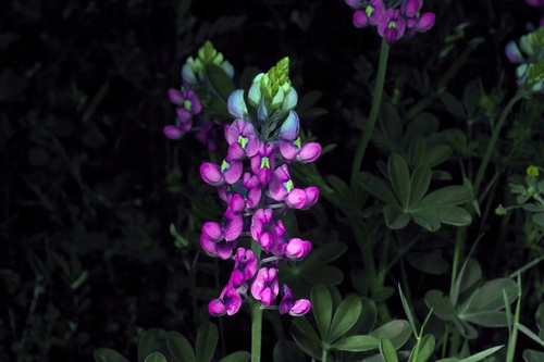 Lupinus texensis