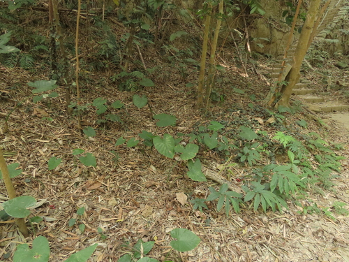 Image of Zingiber kawagoei by (c) chiuluan, some rights reserved (CC BY)