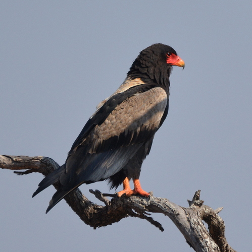 Bateleur