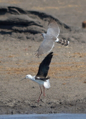 Micronisus gabar gabar