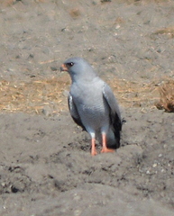 Micronisus gabar gabar