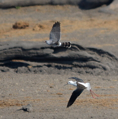 Micronisus gabar gabar