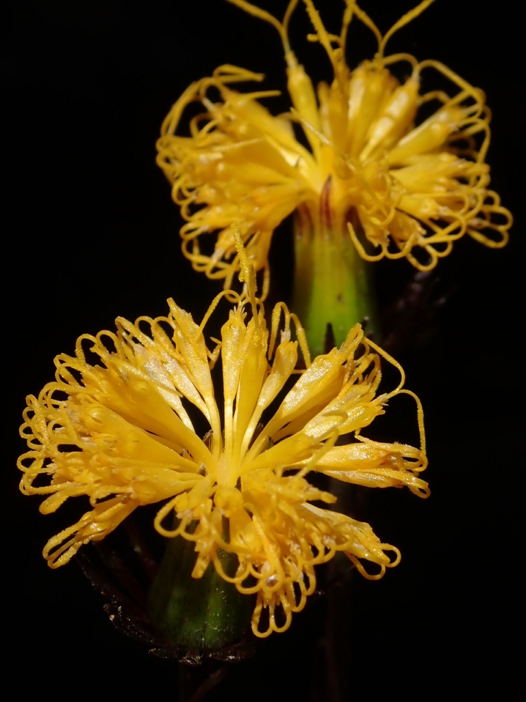 Gynura japonica (Gynura japonica)