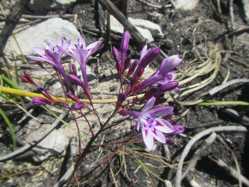 Image of Thereianthus spicatus by (c) douglaseustonbrown, some rights reserved (CC BY-SA)