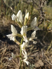 Oxytropis sericea