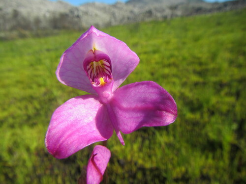 Image of Disa racemosa by (c) douglaseustonbrown, some rights reserved (CC BY-SA)
