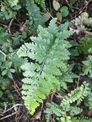 Asplenium gracillimum